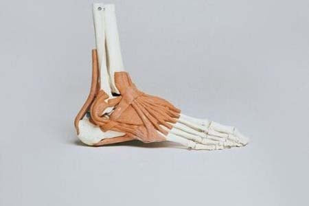 Ankle joint